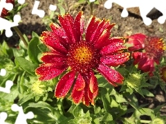 Colourfull Flowers, drops, Rosy, gaillardia aristata