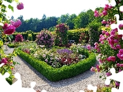 rosy, Beatyfull, Garden