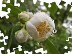 Rosy, Leaf, jasmine, drops, Colourfull Flowers