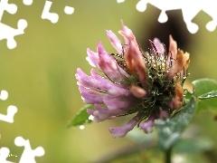 Pink, drops, Rosy, trefoil