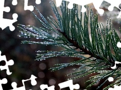 Rosy, trees, pine, drops, branch