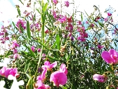 rouge, peas, fragrant