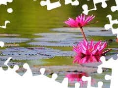 rouge, Lily, water