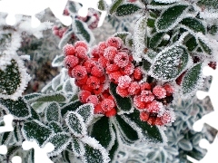 rowan, frozen, Fruits