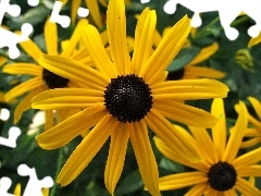 Rudbeckia brilliant