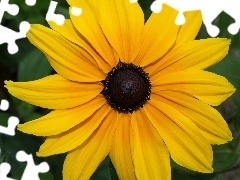 Rudbeckia brilliant