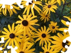 Rudbeckia, Yellow, Flowers