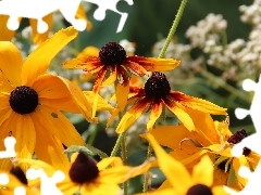 Rudbeckia, Yellow, Flowers