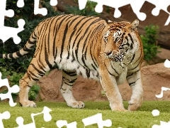 tiger, run