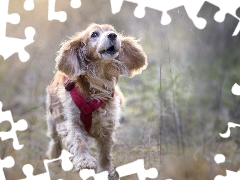 English Cocker Spaniel, dog, fuzzy, Meadow, braces, running