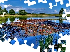 rushes, lake, lilies