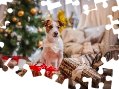 gifts, christmas, Jack Russell Terier, Loop, dog