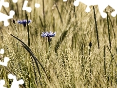 Blue, Ears, rye, cornflowers