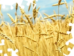 rye, Field, Ears