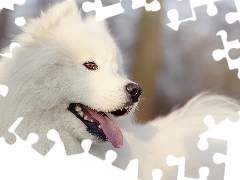 Samojed, dog, White