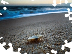 Sand, shell, Beaches