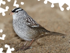 Sand, Zonotrichia, sparrow