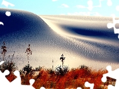 Sand, Plants, White