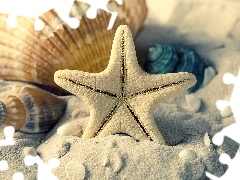 White, Shells, Sand, starfish