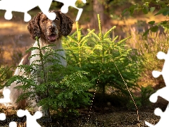 Sapling, English Springer Spaniel, Meadow, forest, dog, Spruces, Flowers