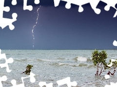 Sapling, Storm, sea