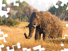 savanna, Elephant, grass