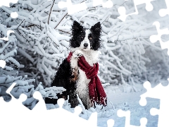 Scarf, dog, Twigs, Border Collie, White and Black, Snowy, winter
