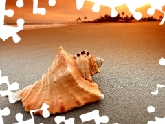 sea, shell, Beaches