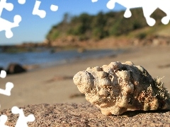 Beaches, Sky, sea, shell