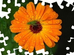 field, Marigold, sea-horse