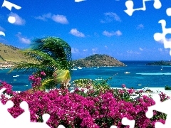 Saint Martin, Flowers, sea, Island