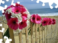 Pink, Beaches, sea, gerberas