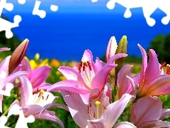 Pink, Flowers, sea, lilies