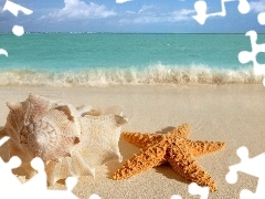 Shells, turquoise, sea, starfish