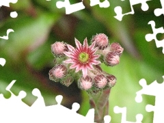 Flowers, Sempervivum, Pink