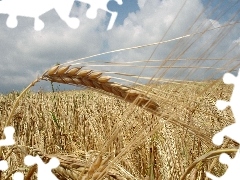 harvest, corn, seed, Ears