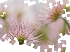 seedheads, Flowers, pasque