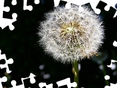 Seeds, puffball, common