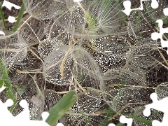 dandelion, Seeds