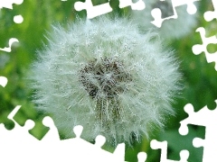 Flower, common, seeds, puffball