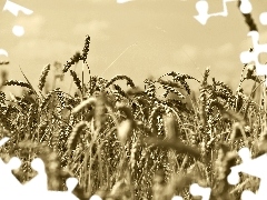 corn, sepia