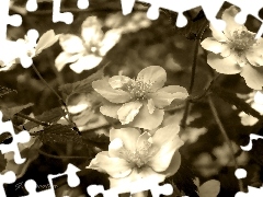 Flowers, sepia