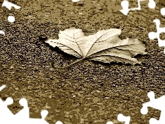 leaf, sepia