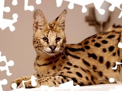 young, Serval