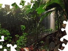 jungle, VEGETATION, Seychelles, Green