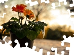 snow, gerberas, shadow, pot