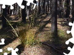 clump, forest, shadows, trees, grass, pine