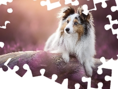 dog, Lod on the beach, heathers, shetland Sheepdog