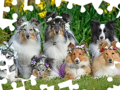 Wreaths, Flowers, Shetland Sheepdogs, Border Collie, Dogs