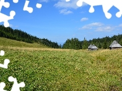 Sheepfarm, Meadow, Zakopane